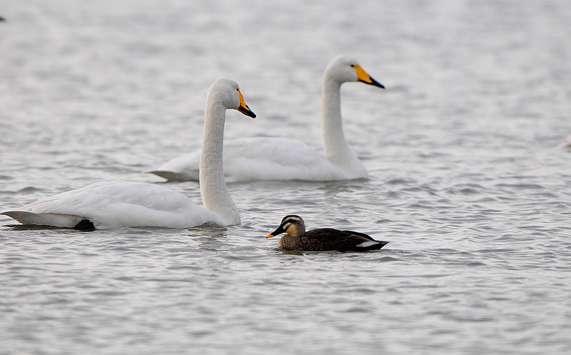白天鹅与丑小鸭