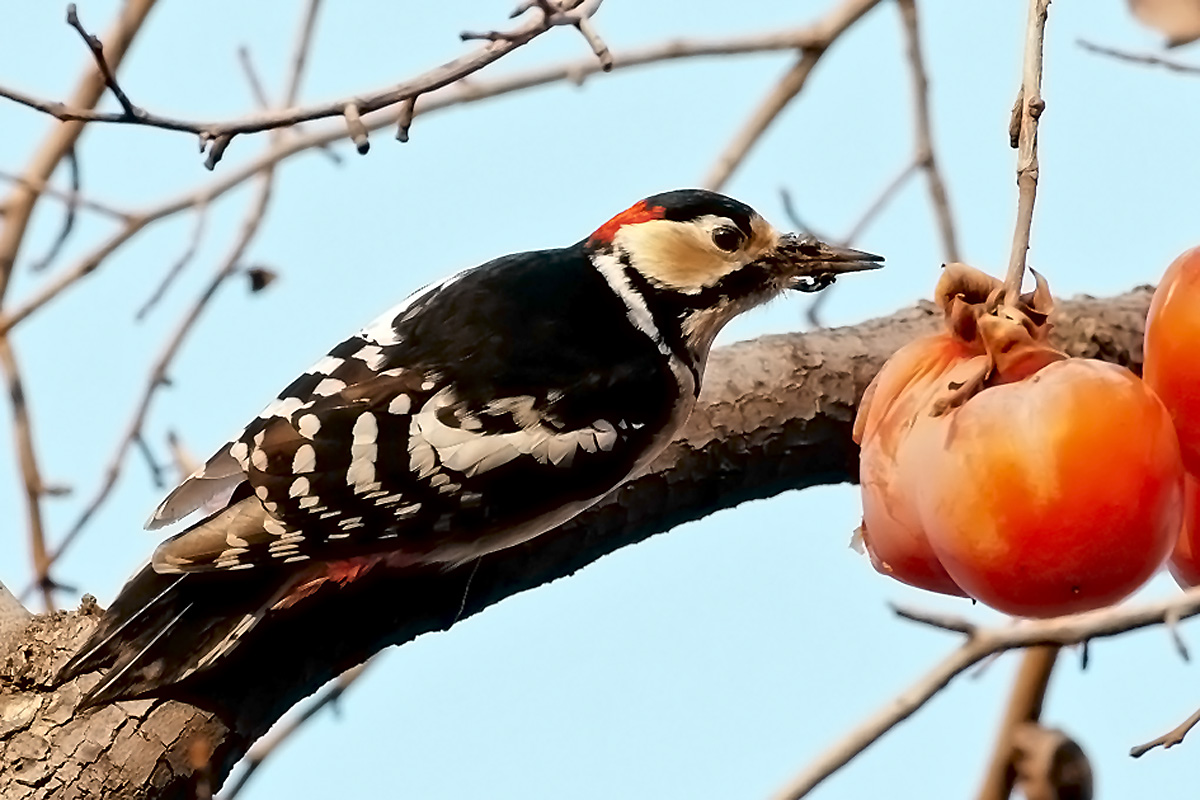 大斑啄木鸟吃柿子
