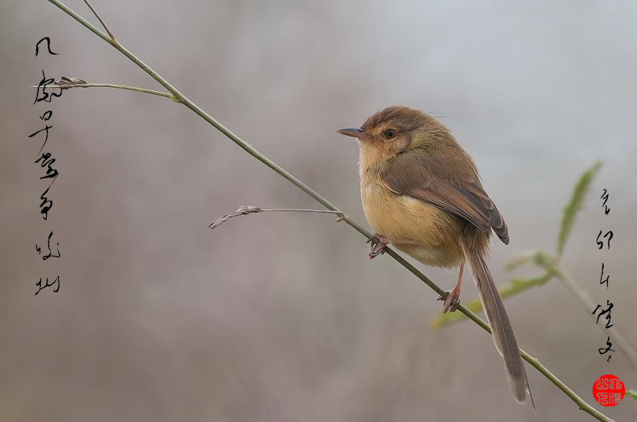 (纯色山鹪莺)几处早莺争暖树