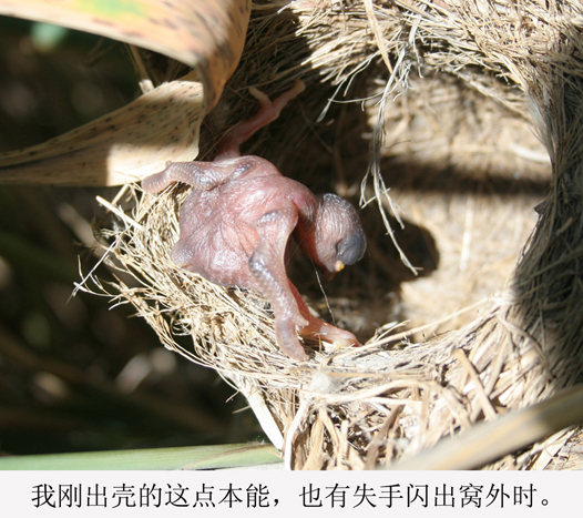 《鸟的家事》雏鸟的自诉——杜鹃(3)