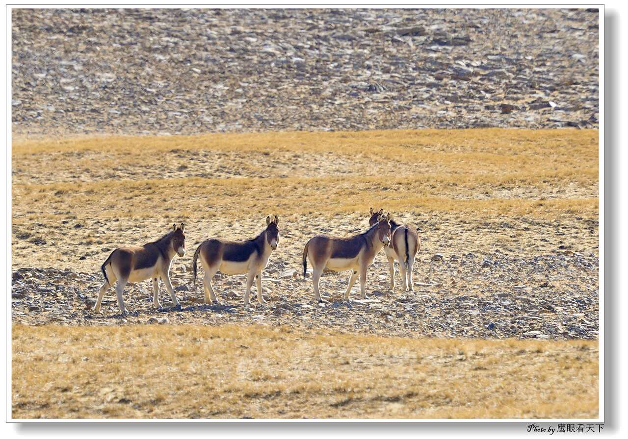 喜马拉雅山有什么动物 27155289036678.jpg