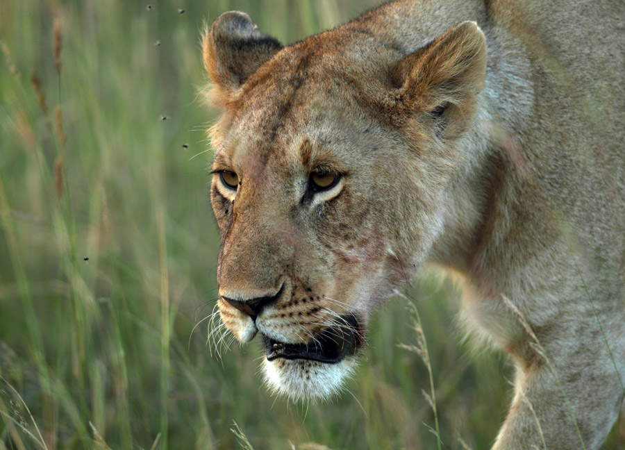 非洲母狮 - 野生动物 wild animals 鸟网