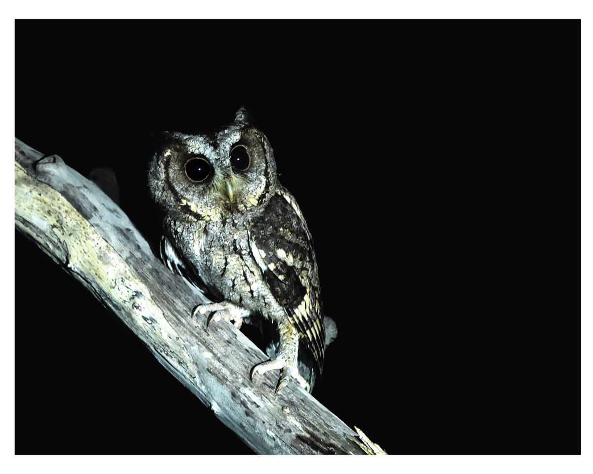 夜猫子————领角 