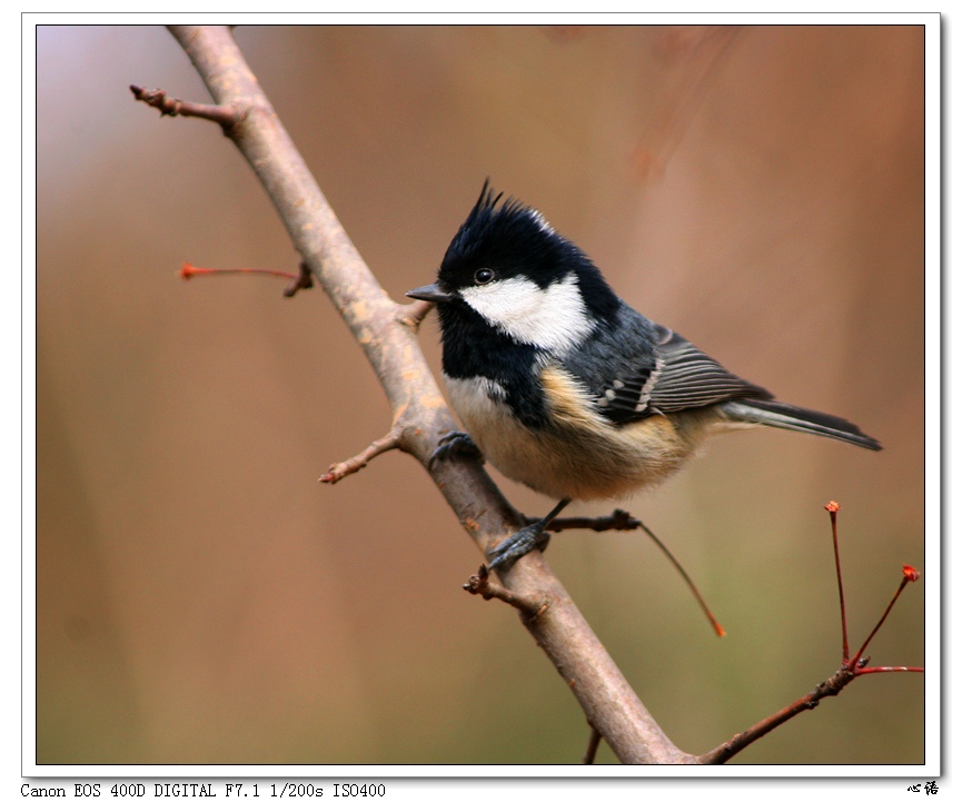 山雀简谱_银喉长尾山雀(3)