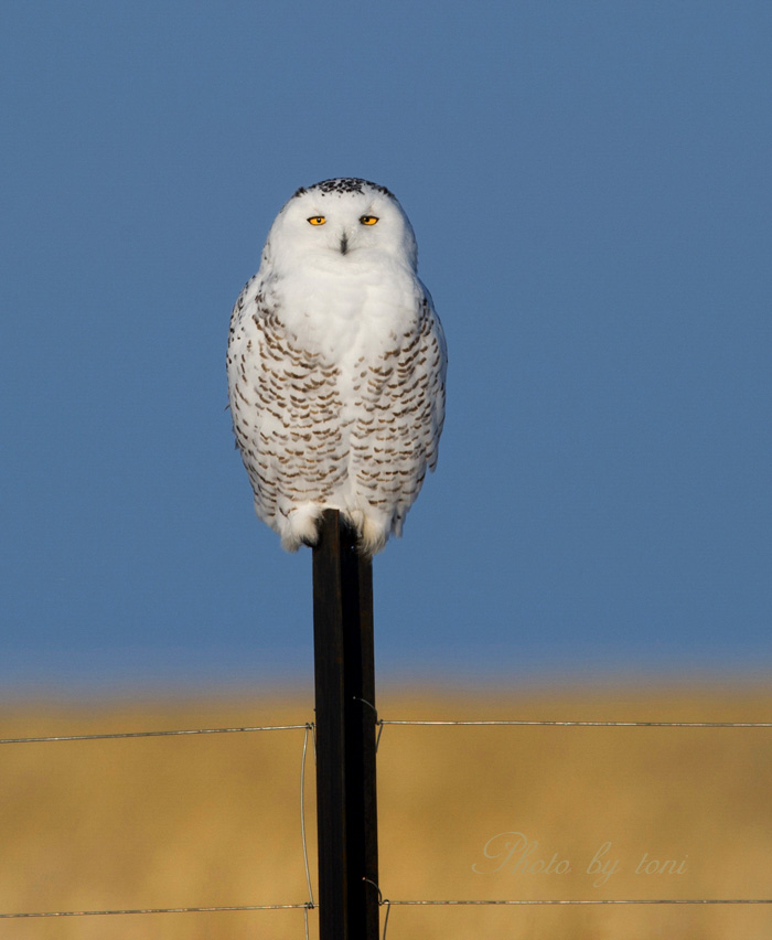 (雪鸮 )圣诞礼物--雪猫!