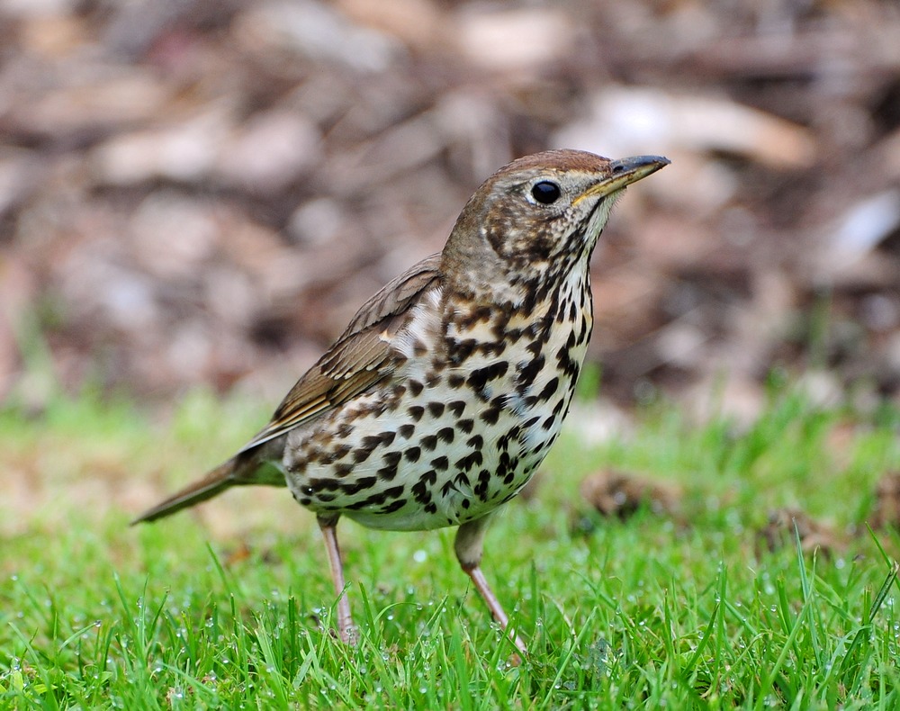 欧歌鸫摄于新西兰
