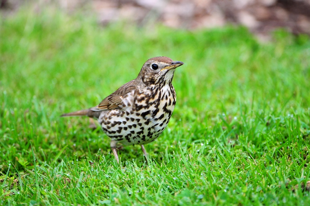 欧歌鸫摄于新西兰