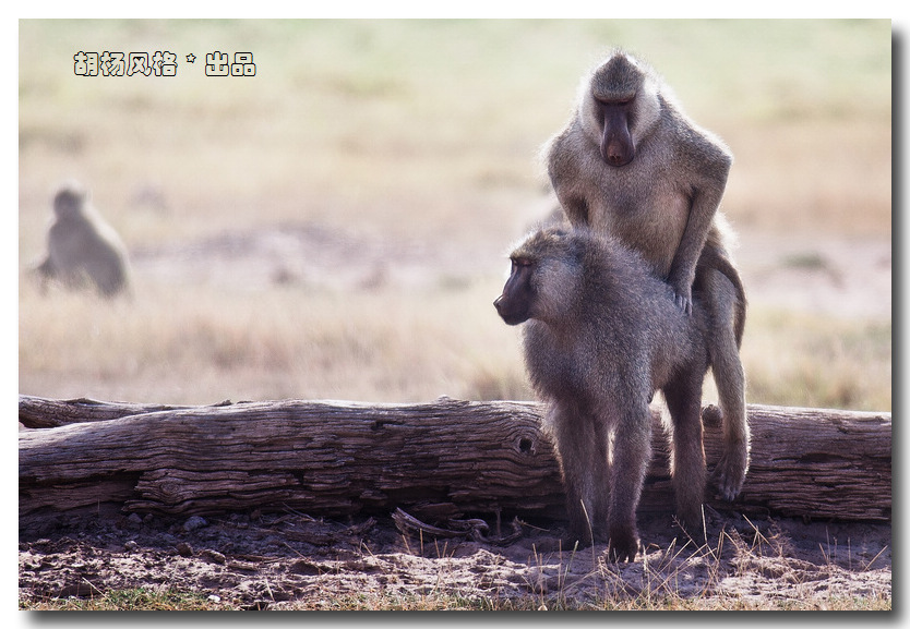 在肯尼亚安布塞利大草原拍到的狒狒交配 10pp