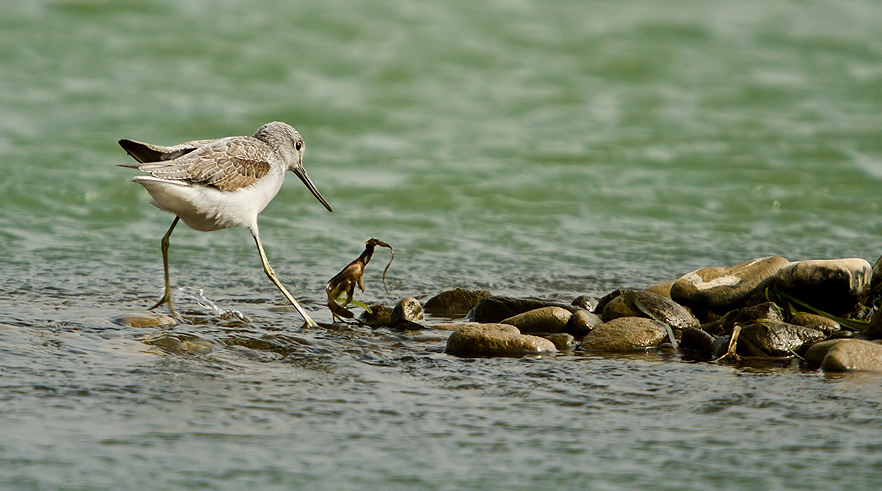 江碧鸟逾白,山青花欲燃
