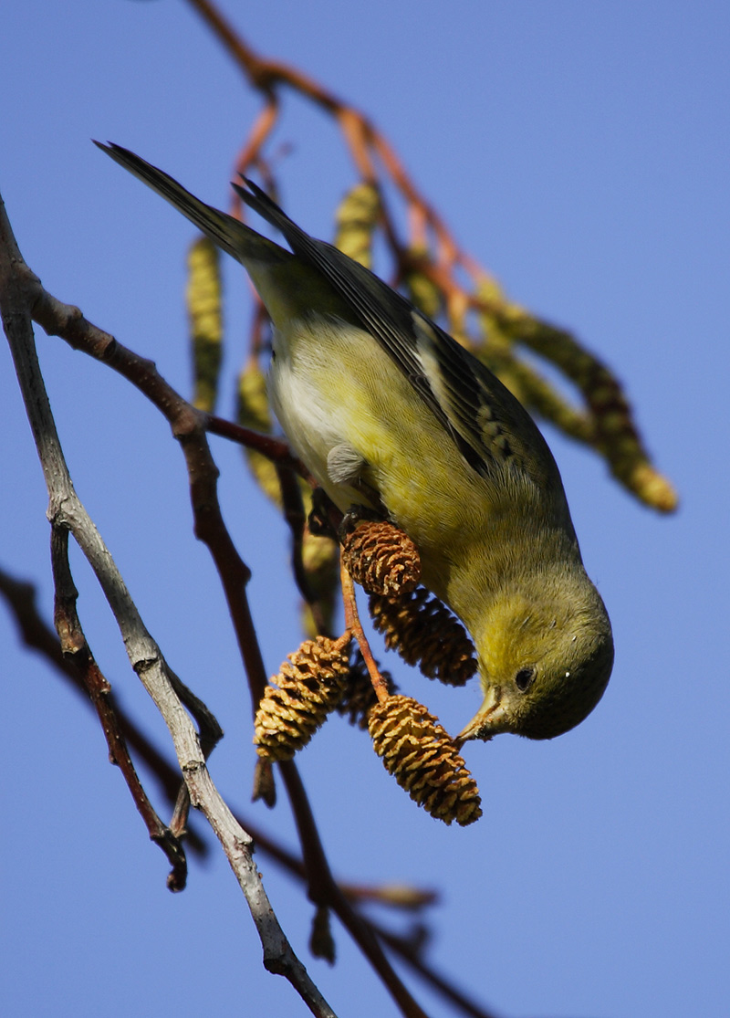 丛山雀 (bushtit),暗背金翅 (lesser goldfinch)