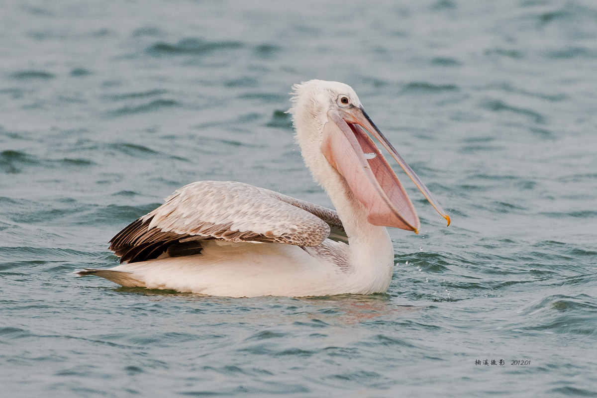 又拍卷羽鹈鹕(十六楼有更新)