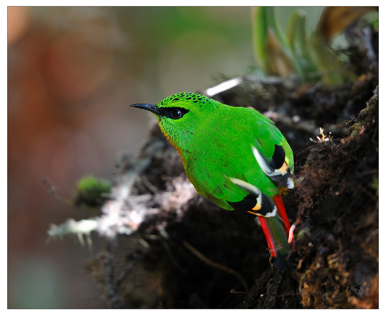 火尾绿鹛2012新年第一组图片火尾绿鹛