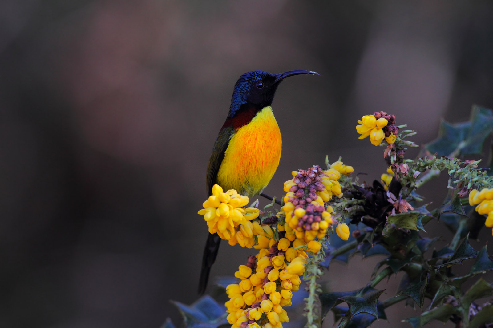 高黎贡山的太阳鸟