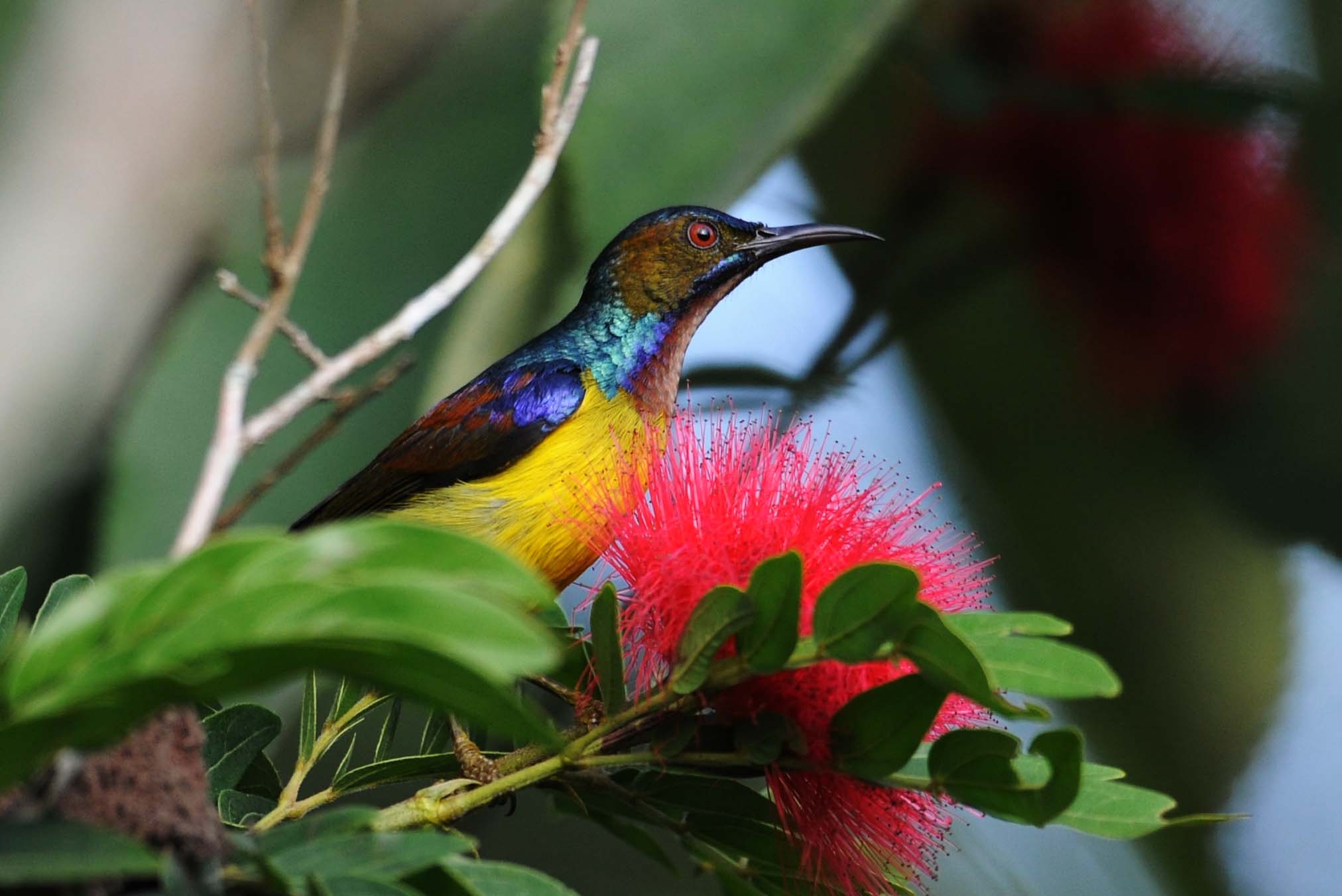 美丽的褐喉直嘴太阳鸟