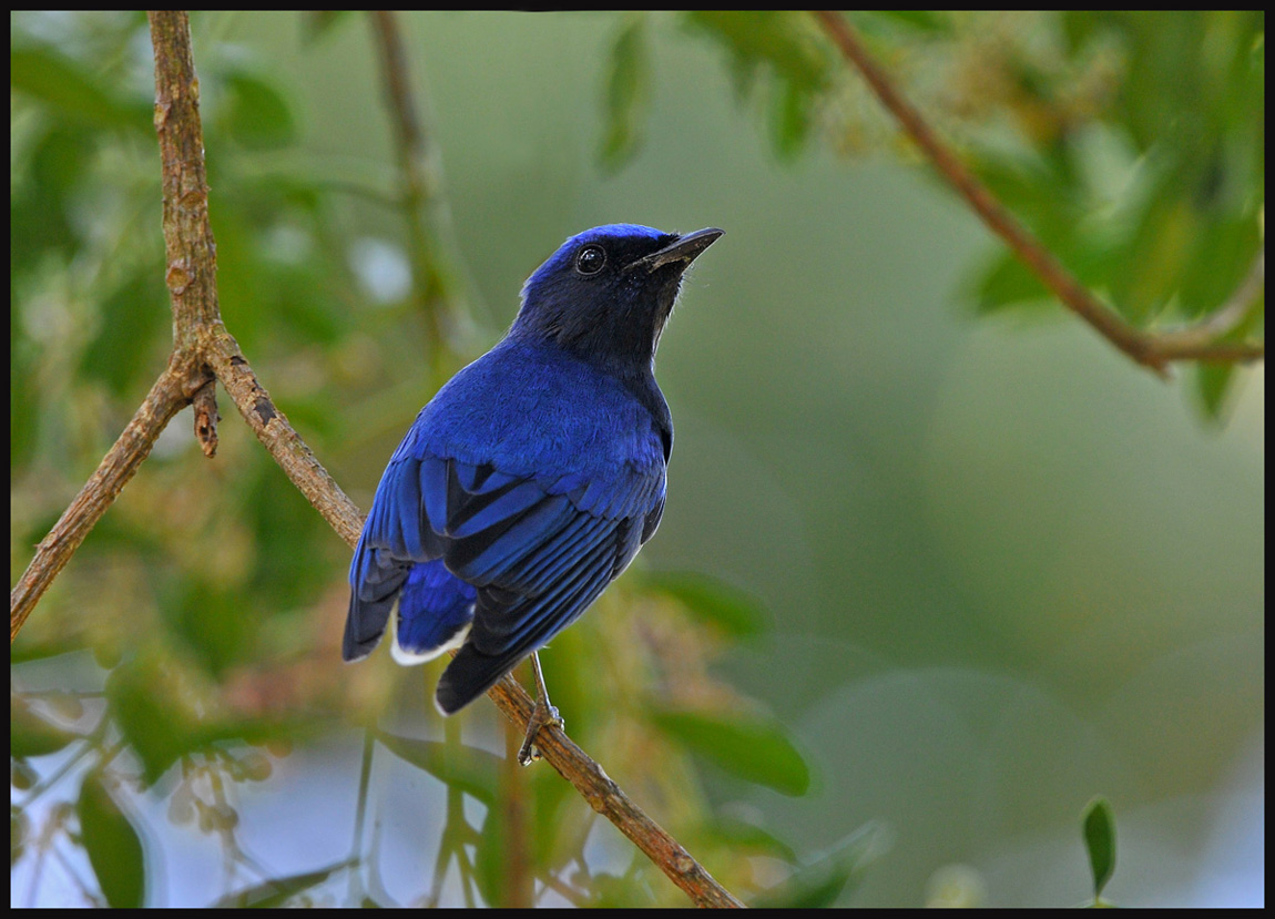 白腹翁(雄与雌) - 林鸟版 forest birds 鸟网
