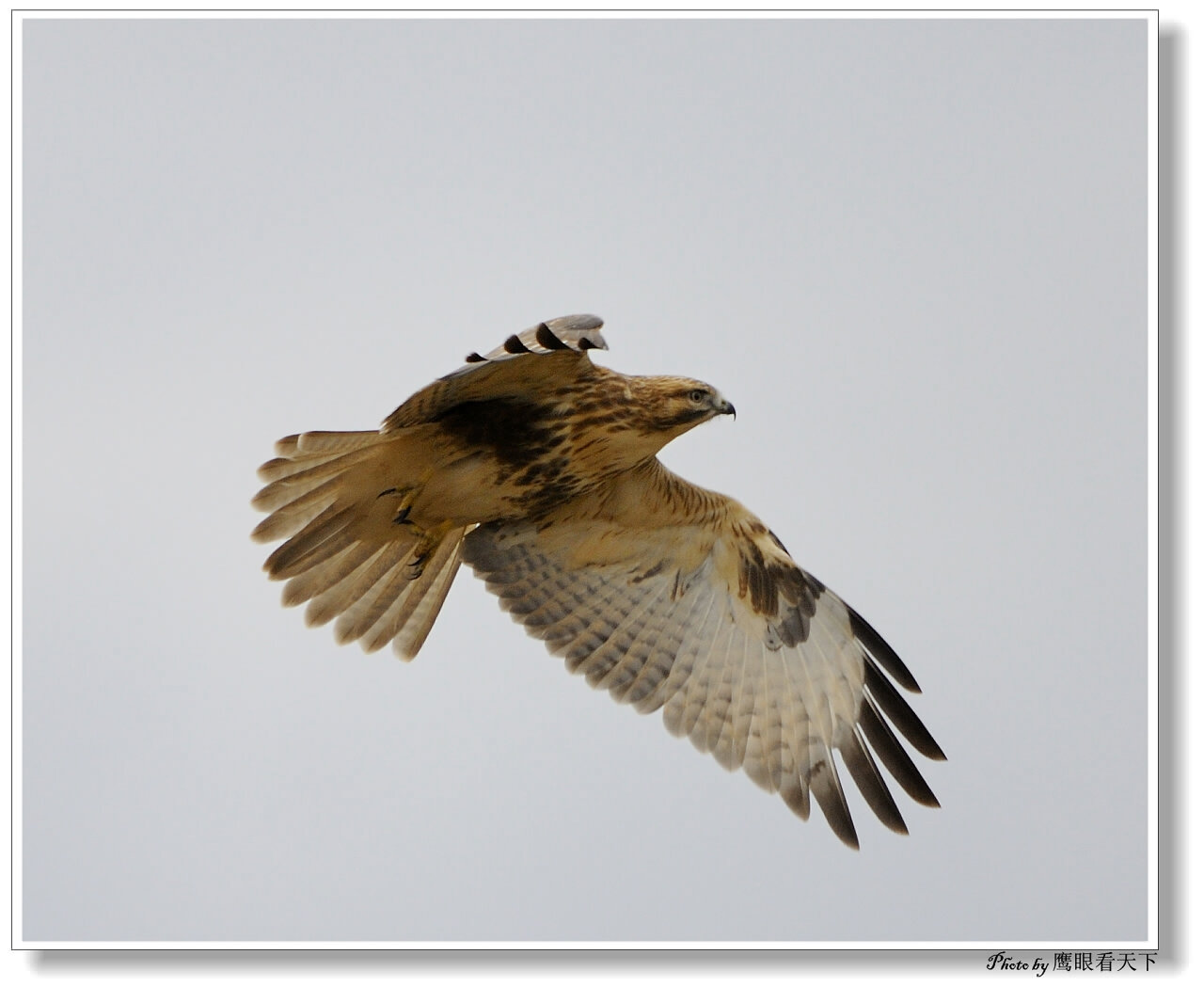 展翅的飞鹰