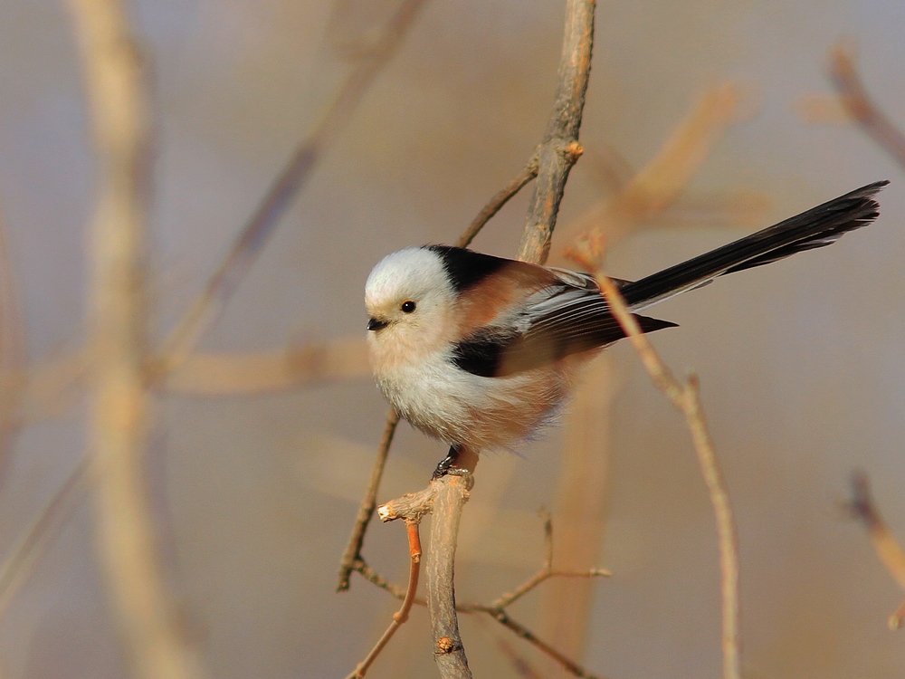 北长尾山雀(银喉长尾山雀东北亚种) - 林鸟版 鸟网