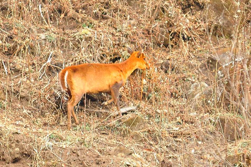 凉山猎犬麂子图片