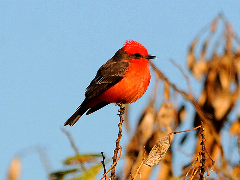 朱红霸鹟-2012.1.6.摄于洛杉矶