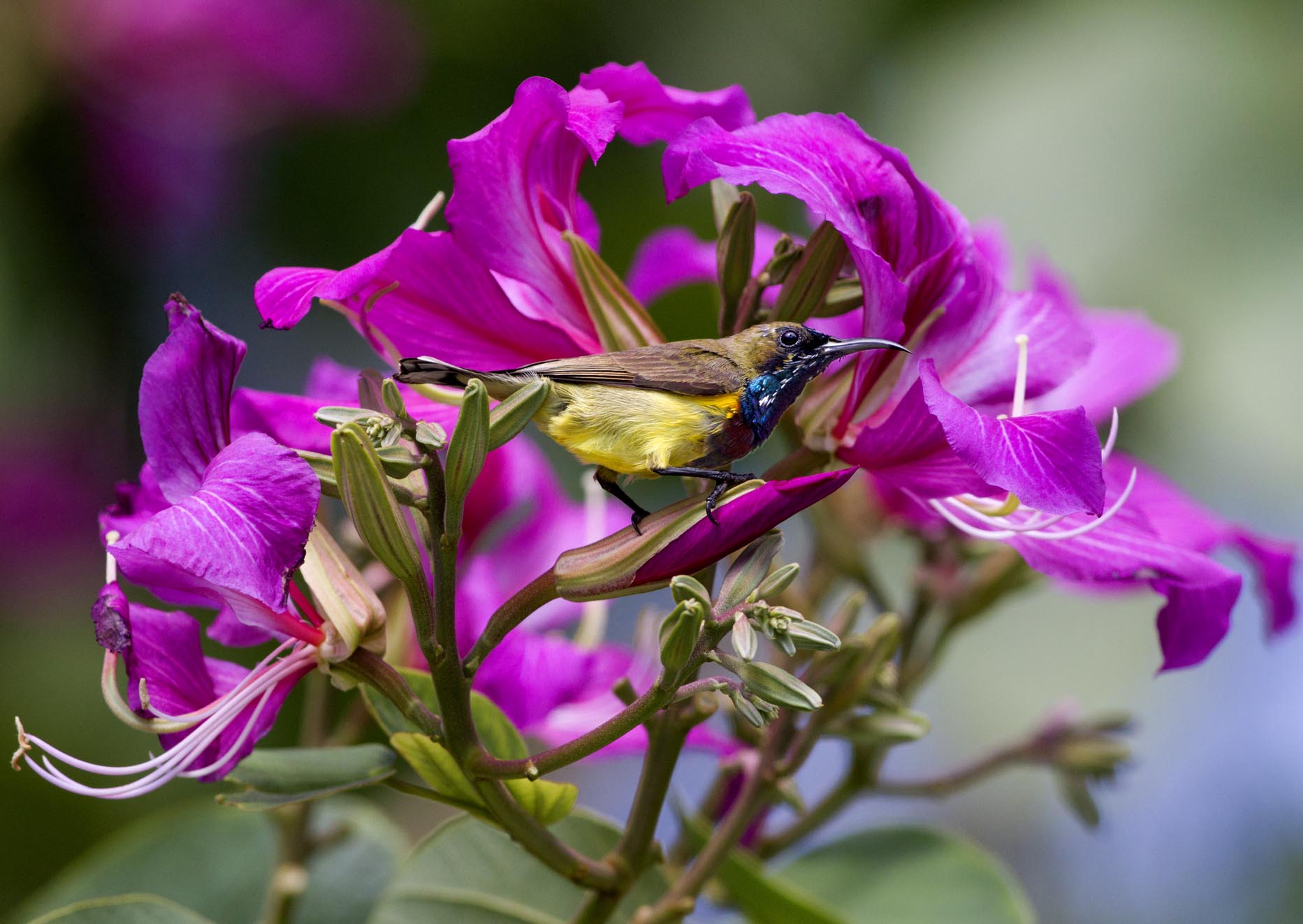 紫荆花与花蜜鸟