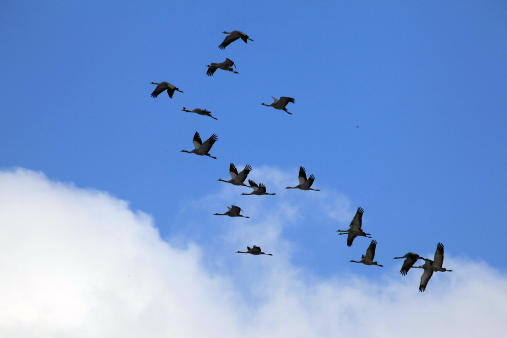 雪地鹤翔黄河口