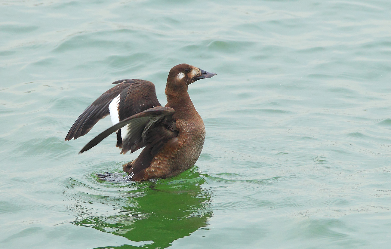 家乡野鸭大盘点