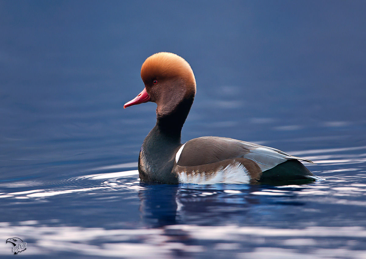 赤嘴潜鸭