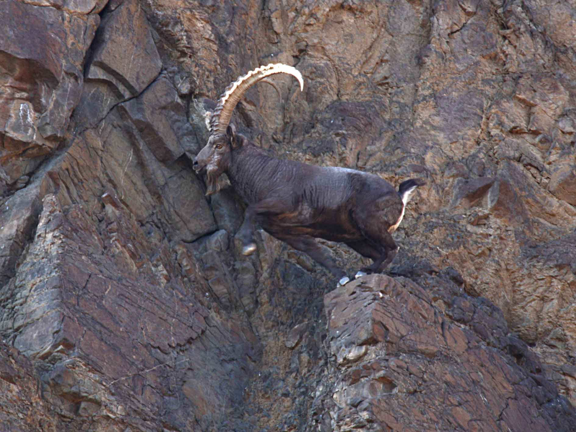 北山羊—作者-常佃学