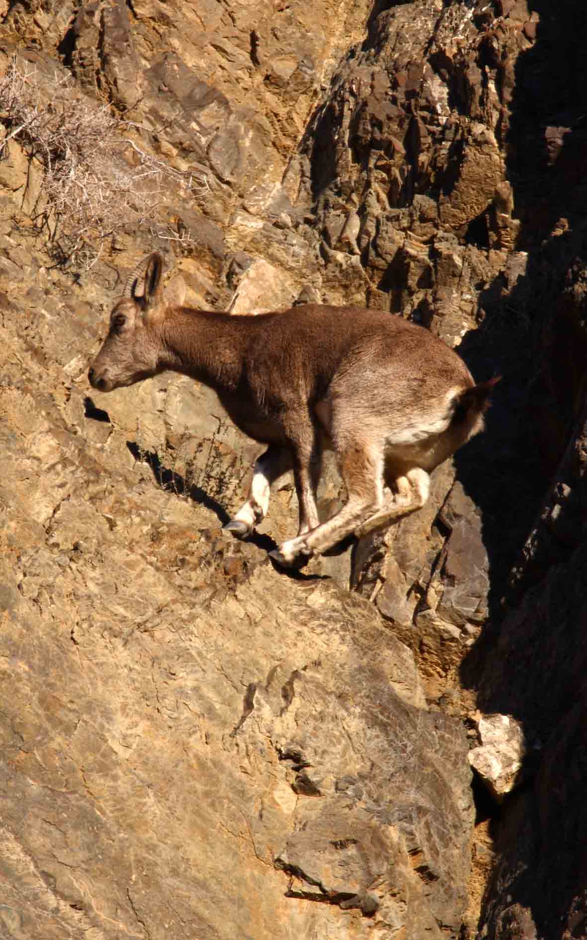 雌北山羊—作者-常佃学