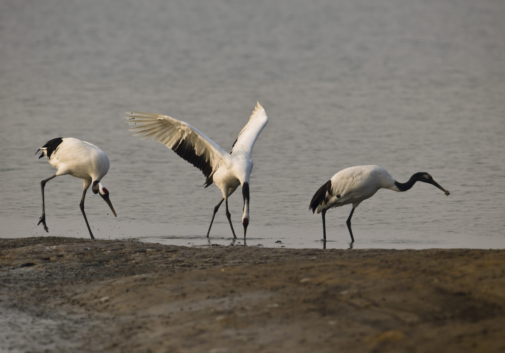 捕鱼的丹顶鹤(三口之家)