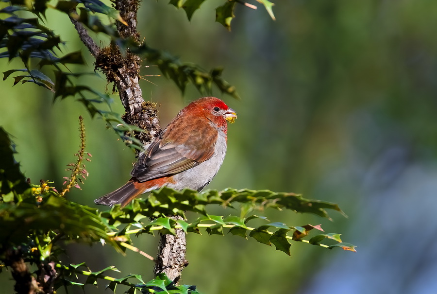 2   红眉松雀雄 jpg   3   蓝喉太阳鸟