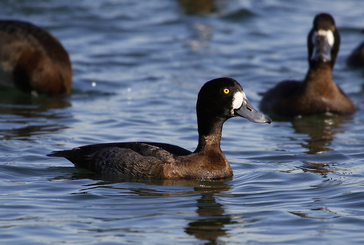 斑背潜鸭greaterscaup