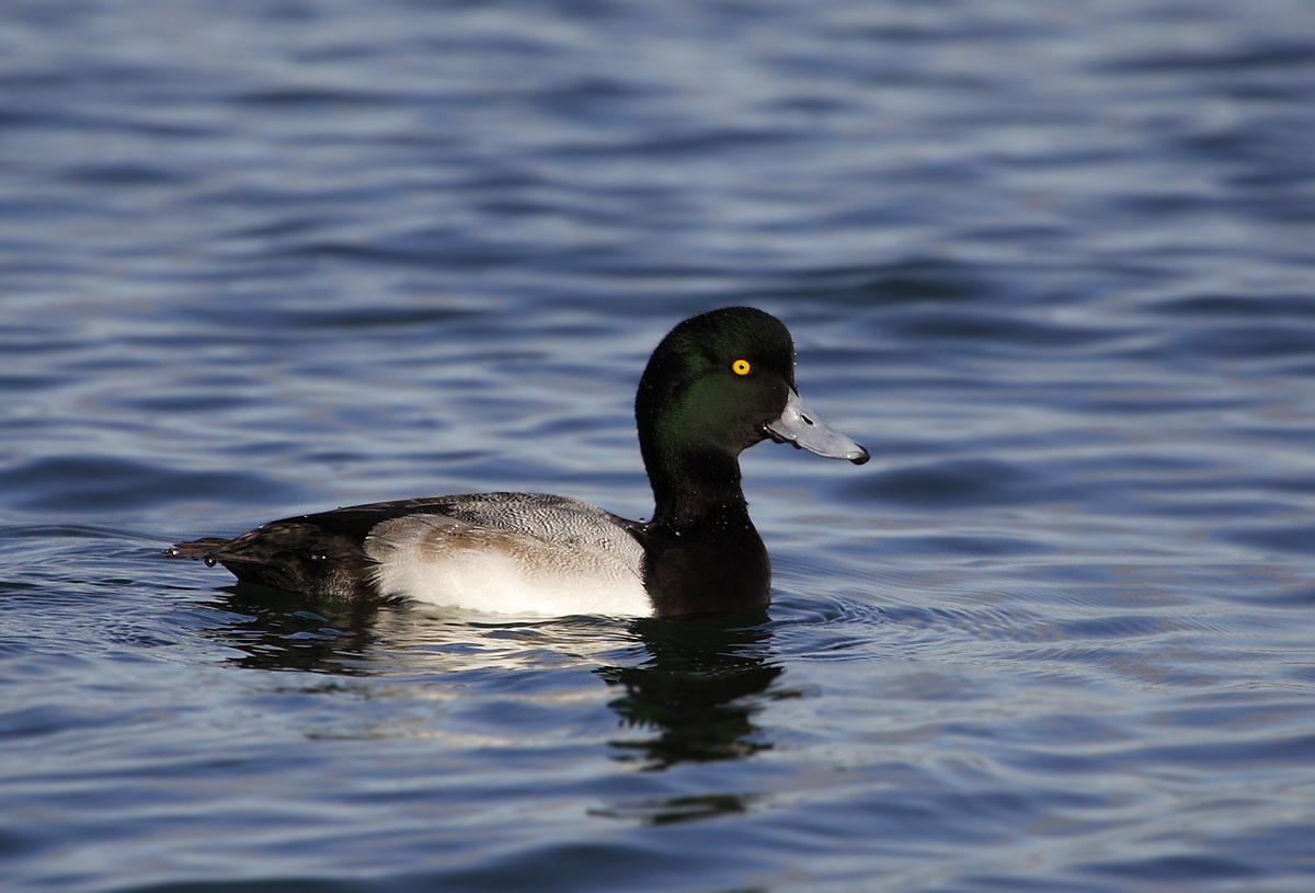 斑背潜鸭greaterscaup