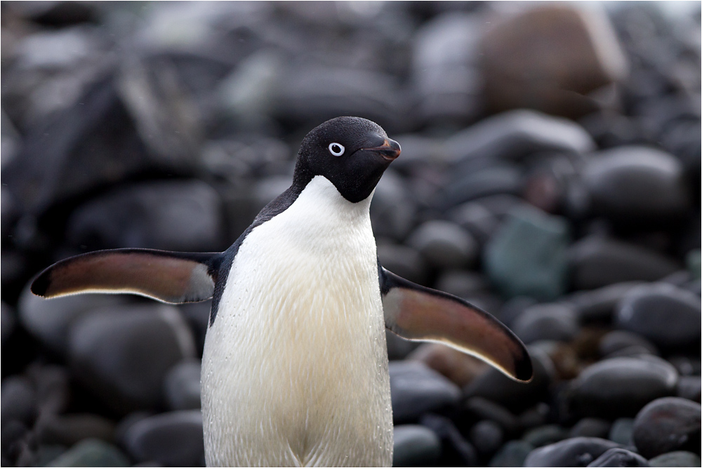 (阿德利企鹅)一组阿德利企鹅给鸟友们拜年啦!