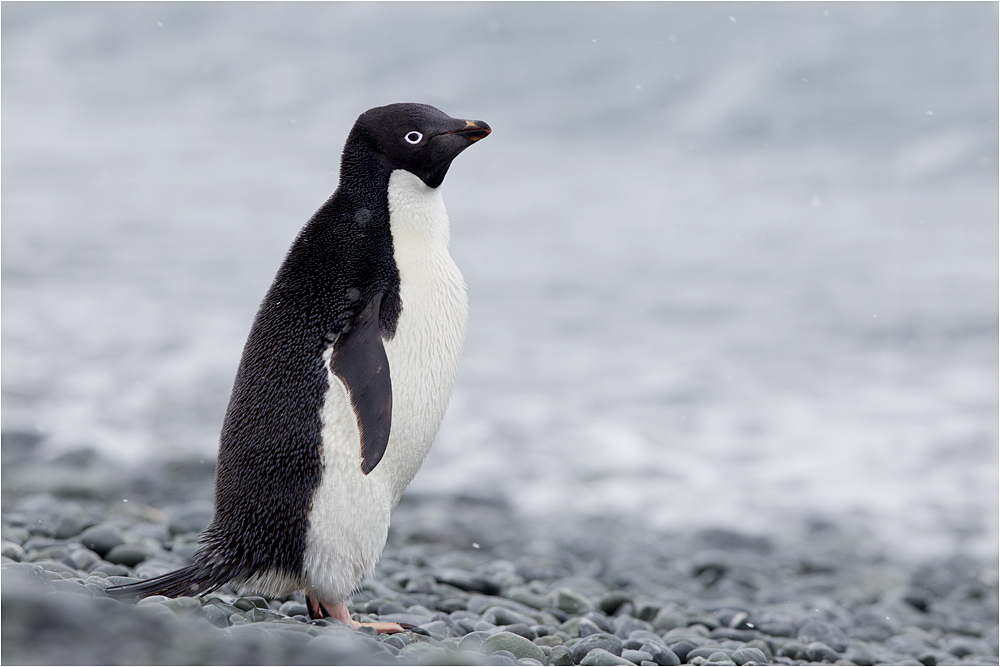 (阿德利企鹅)一组阿德利企鹅给鸟友们拜年啦!