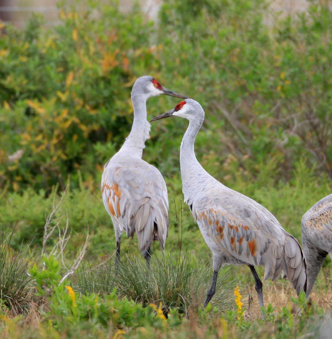 一组沙丘鹤,祝新春快乐
