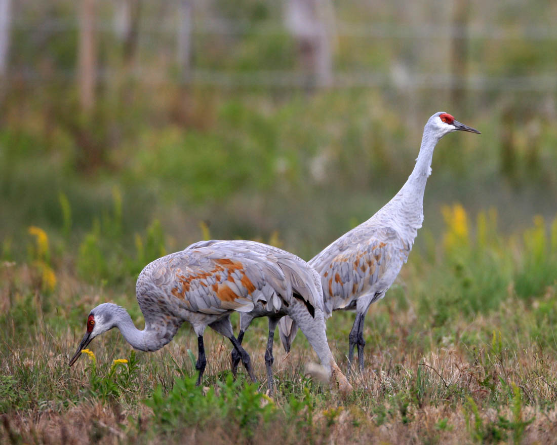 一组沙丘鹤,祝新春快乐