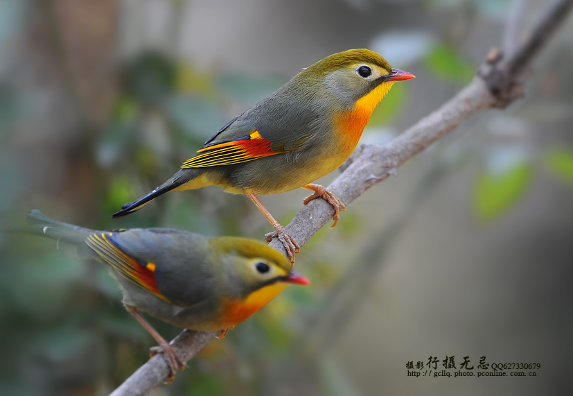 树上的鸟儿成双对出自哪部戏 200026909316761.jpg