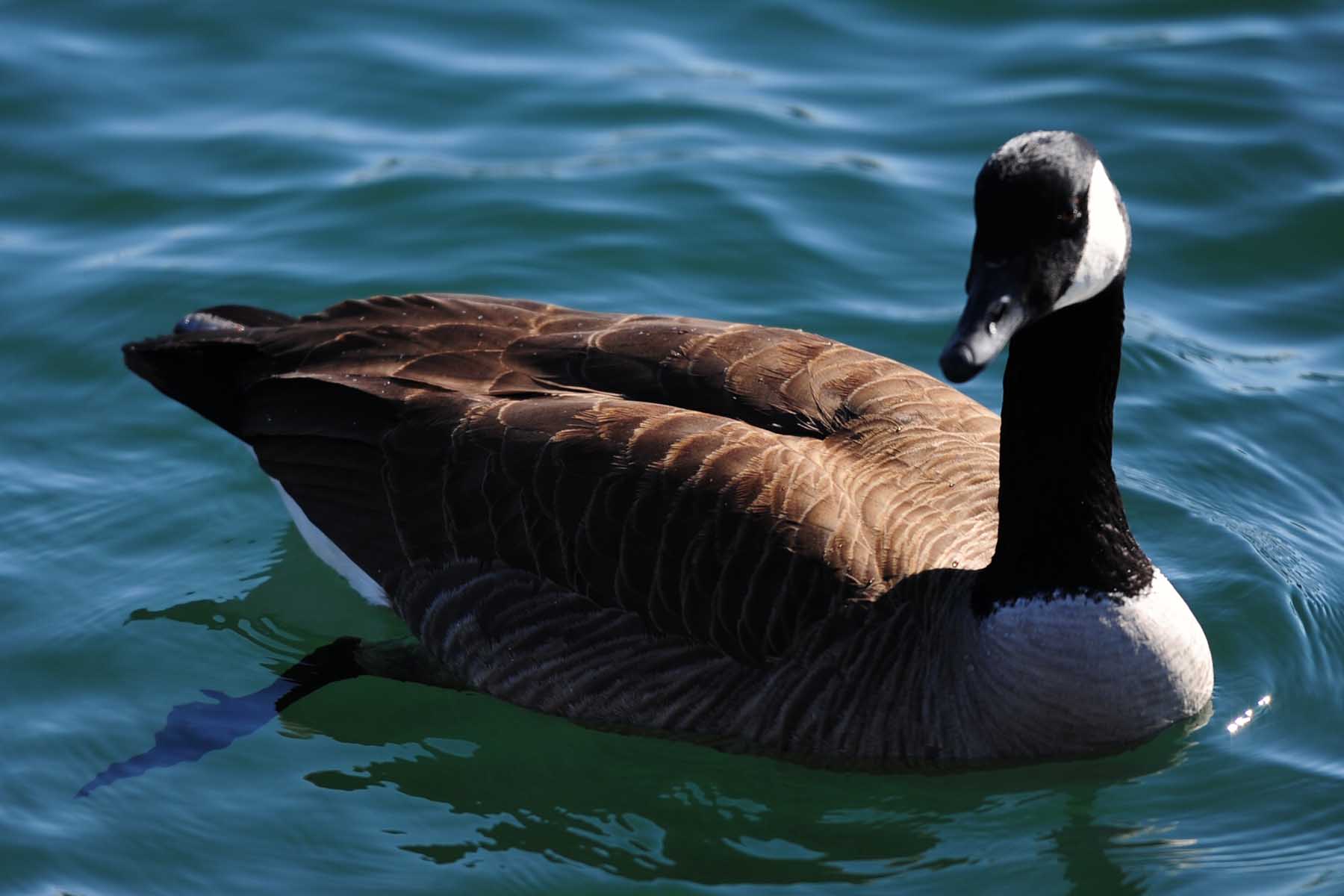 鸿雁- 水鸟版 waterbirds 鸟网