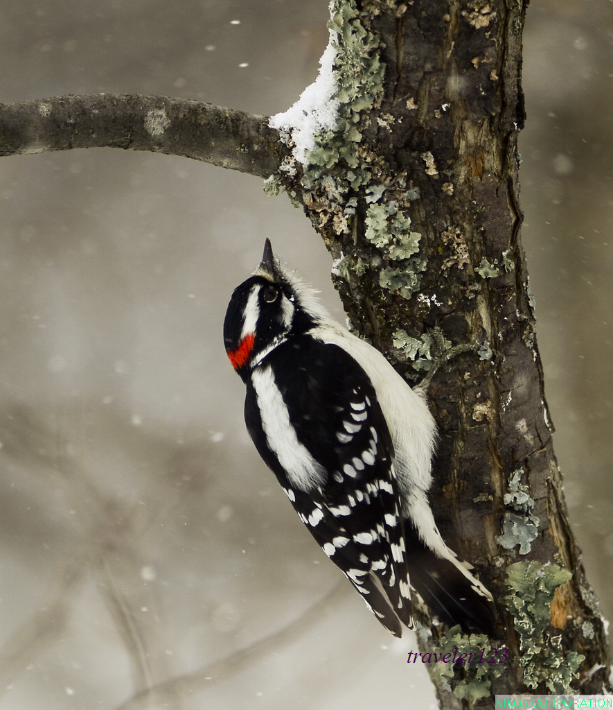 风雪中的啄木鸟