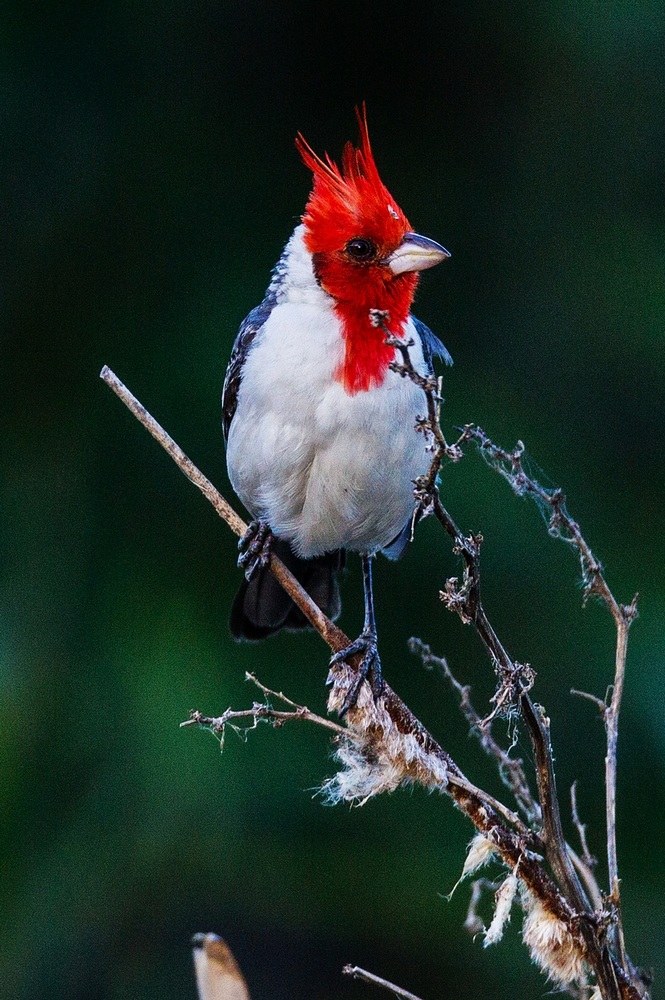 南方红鸟图片