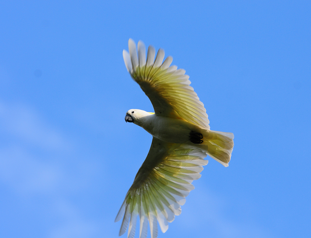 大葵花鹦鹉 搜狗图片搜索