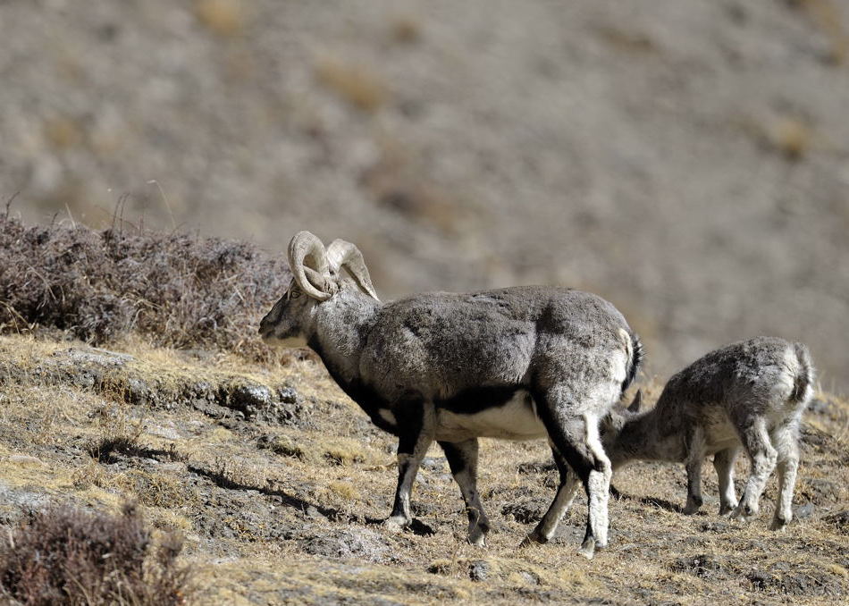 喜马拉雅山区的岩羊
