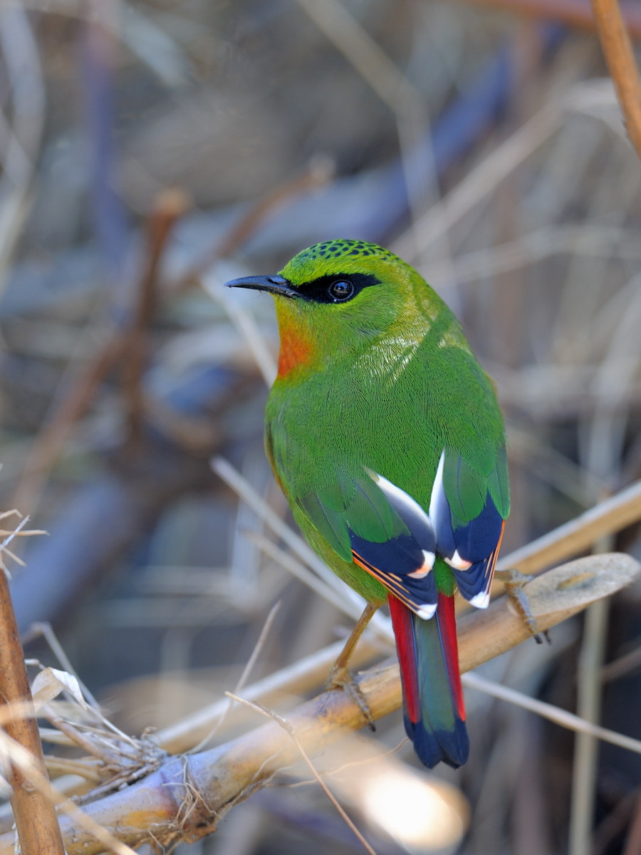 火尾绿鹛祝鸟友元宵节愉快