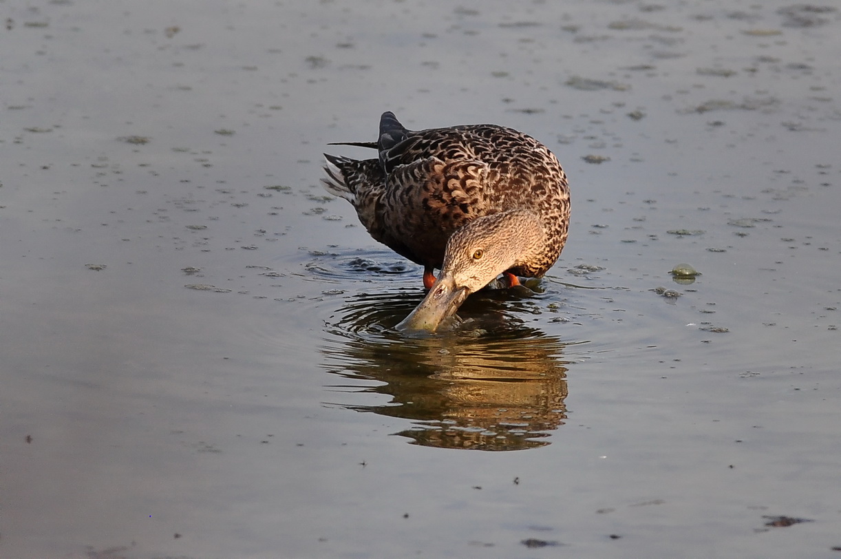 琵嘴鸭 - 福建版 fujian 鸟网