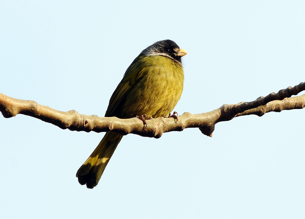 今日再拍大绿鸟领雀嘴鹎