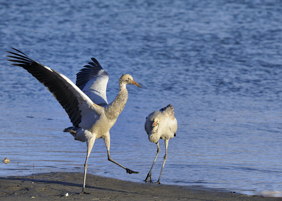 顽皮可爱的小黑颈鹤
