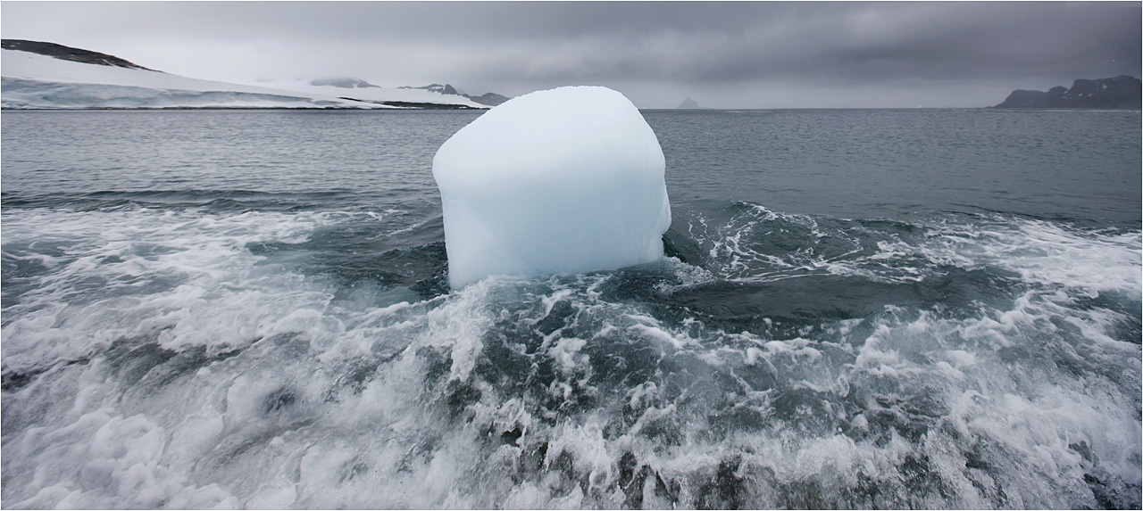 (凤冠黄眉企鹅)圆梦南极——《中国摄影》2011沙克尔顿南极圣诞摄影之