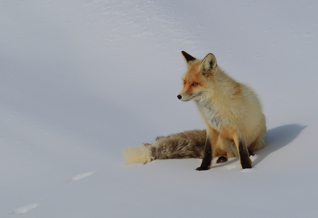 雪中赤狐
