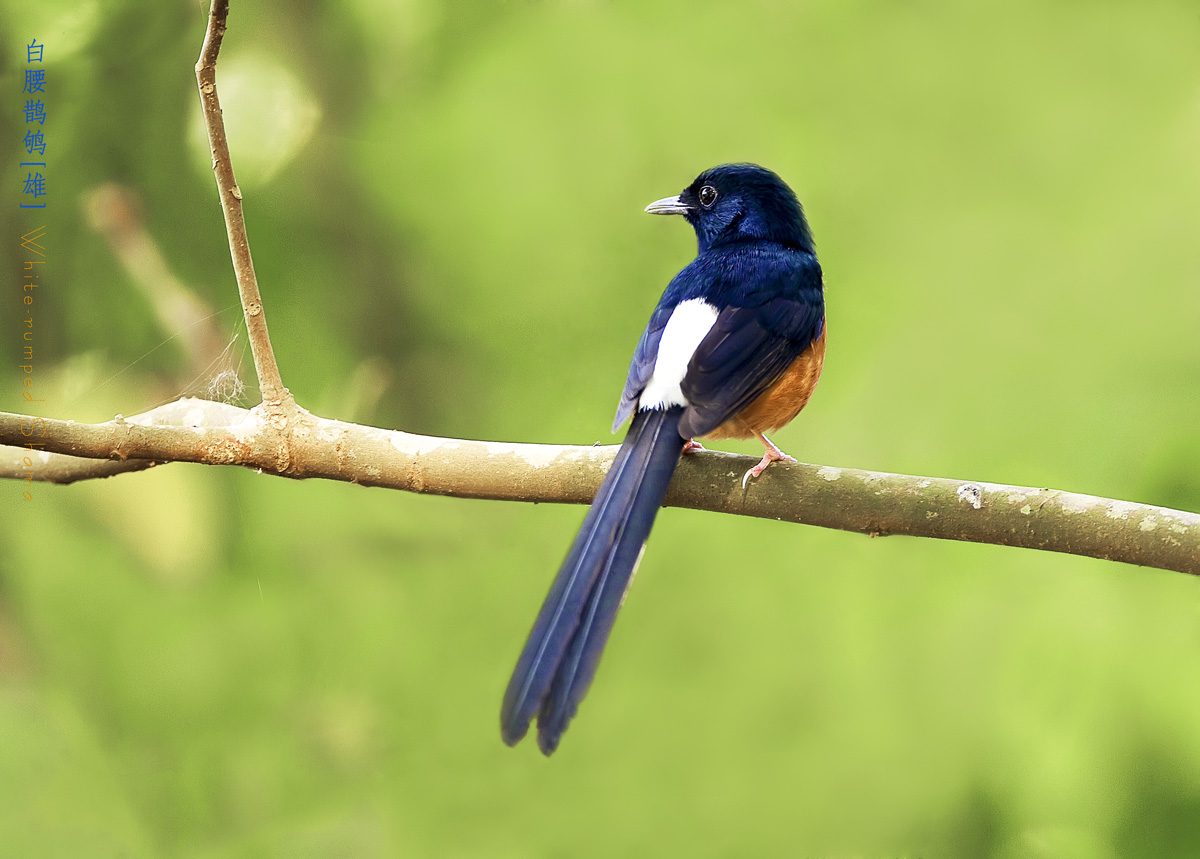 紫金鹃春节期间版纳收获的部份鸟种